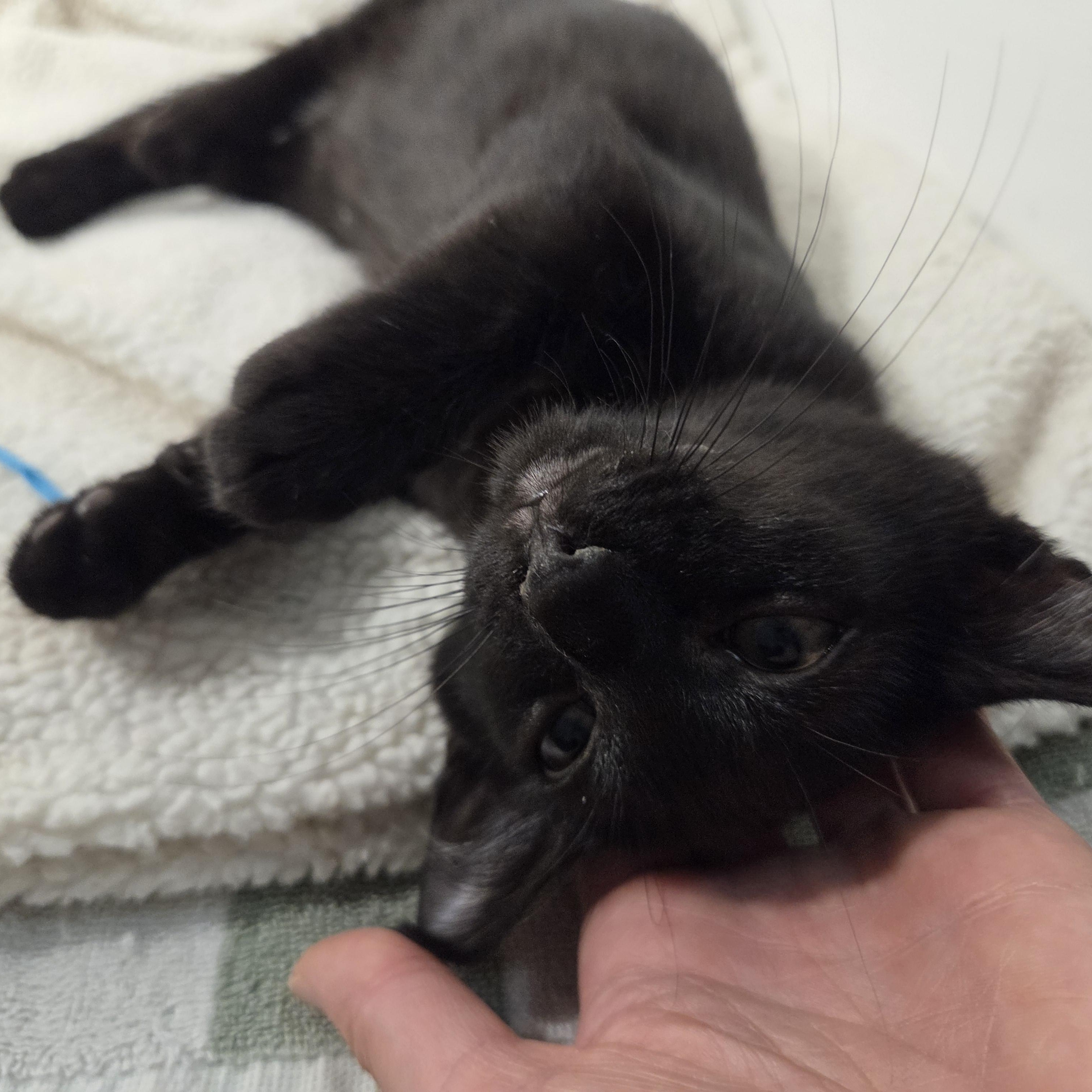 Enlarge Chulo, an adopted Domestic Short Hair in Wilmington, NC image 2/6