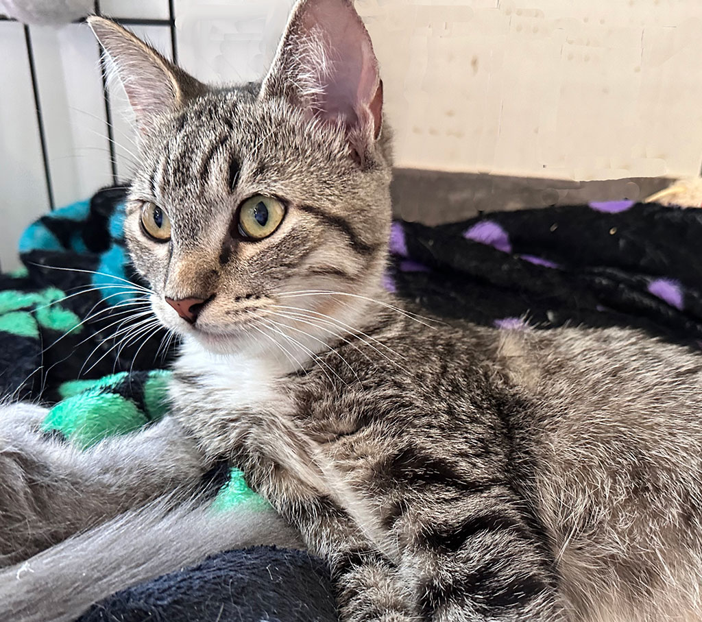 Darcy, a Adoptable Domestic Short Hair in Bowie, MD image 1/5