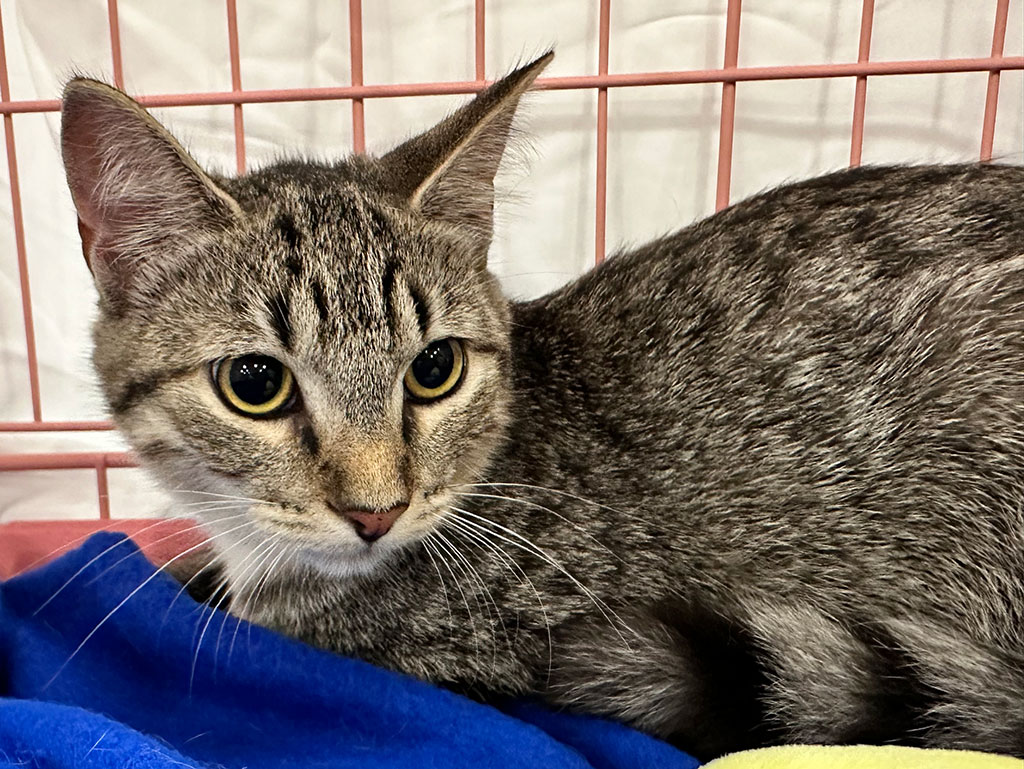 Darcy, a Adoptable Domestic Short Hair in Bowie, MD image 5/5