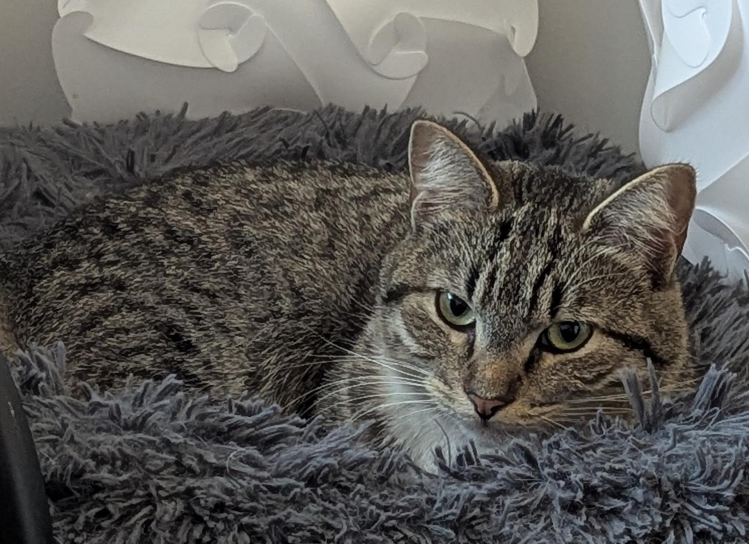 Darcy, a Adoptable Domestic Short Hair in Bowie, MD image 3/5