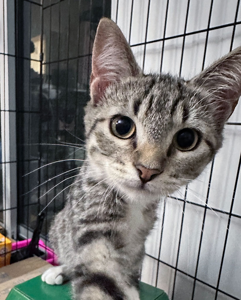 Darcy, a Adoptable Domestic Short Hair in Bowie, MD image 4/5