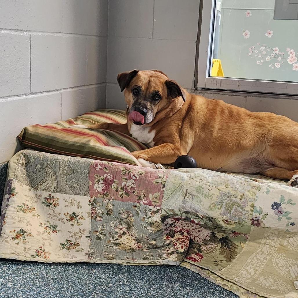 Enlarge Milly, a Adoptable Mixed Breed in Greensboro, NC image 1/6