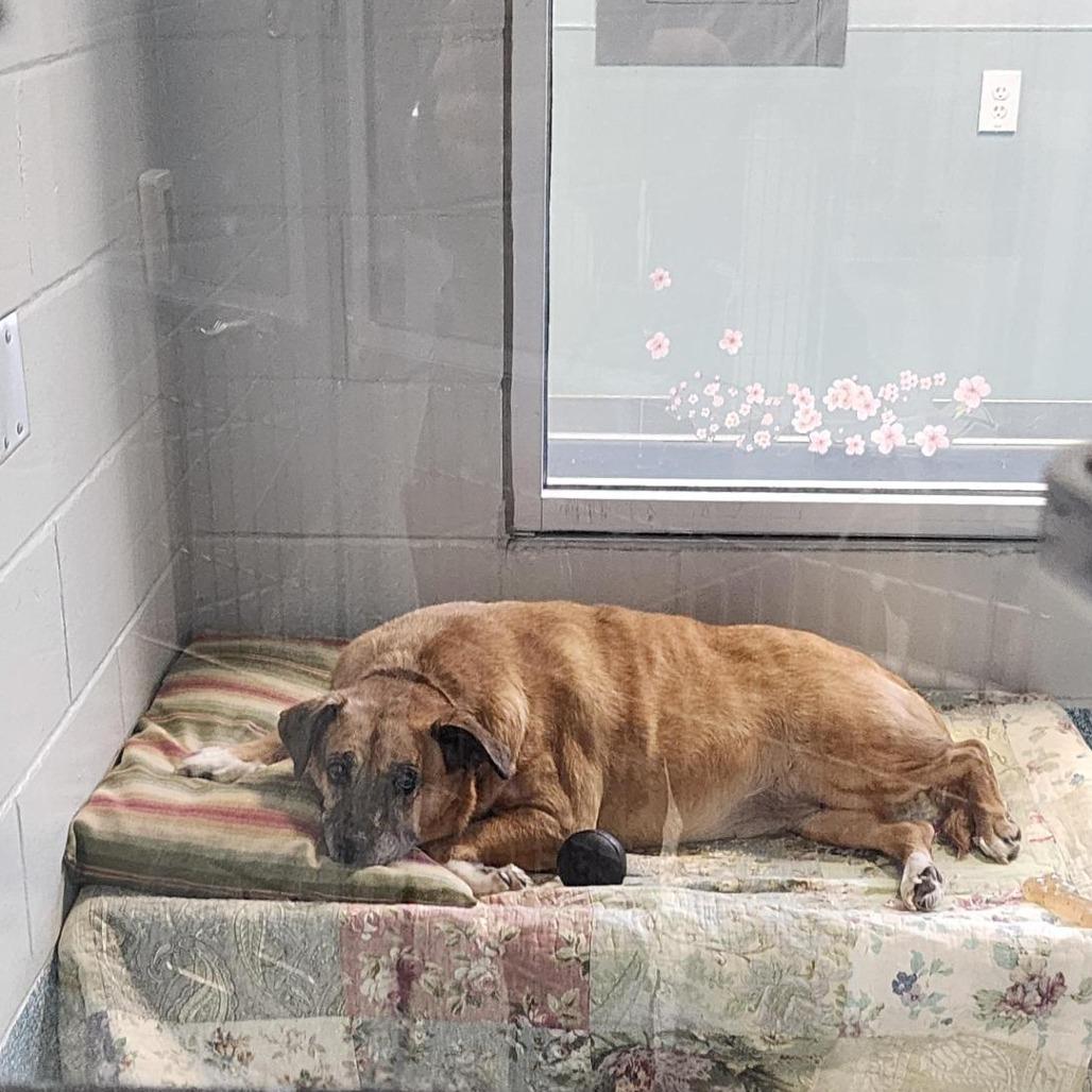 Enlarge Milly, a Adoptable Mixed Breed in Greensboro, NC image 2/6