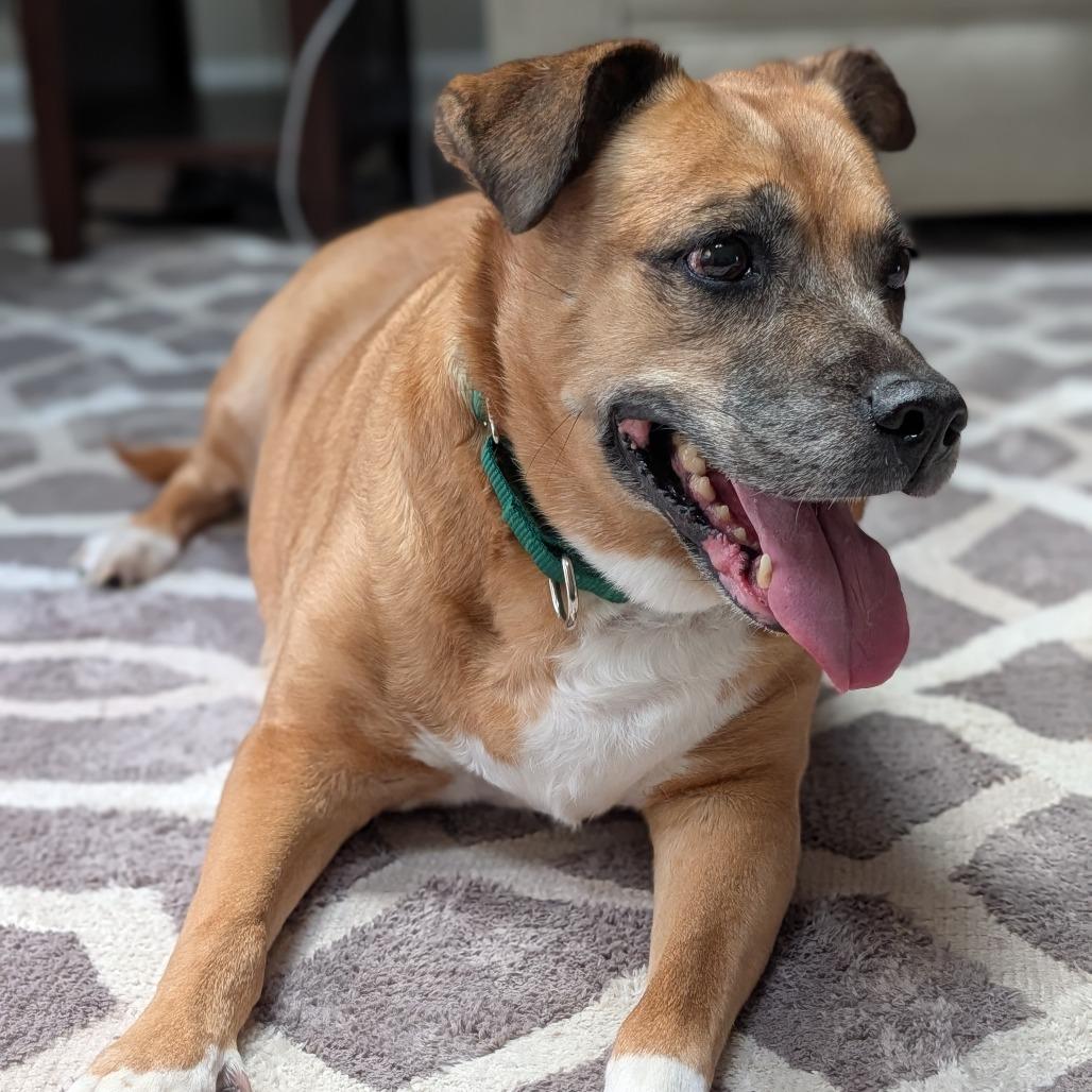 Enlarge Milly, a Adoptable Mixed Breed in Greensboro, NC image 3/6