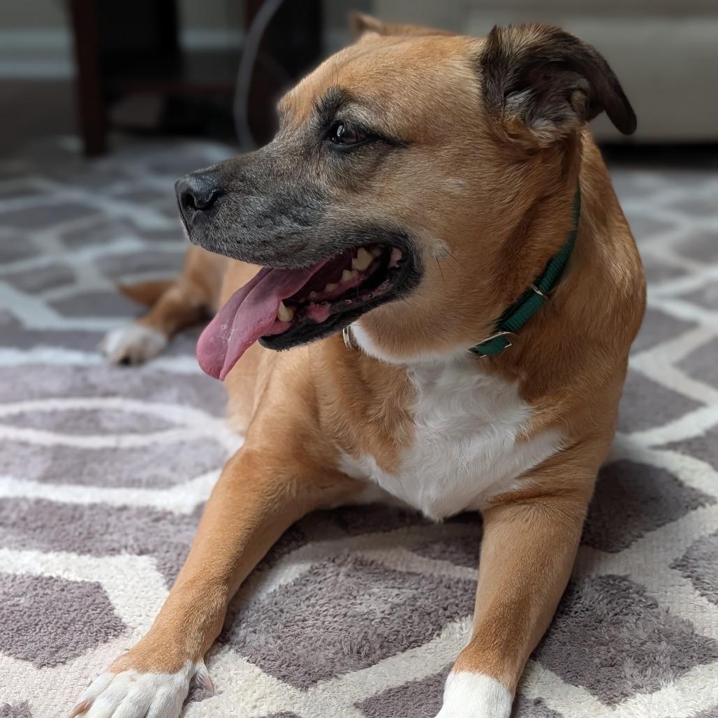 Enlarge Milly, a Adoptable Mixed Breed in Greensboro, NC image 4/6