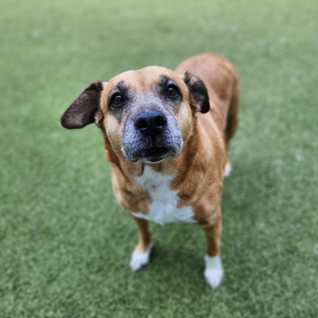 Enlarge Milly, a Adoptable Mixed Breed in Greensboro, NC image 5/6