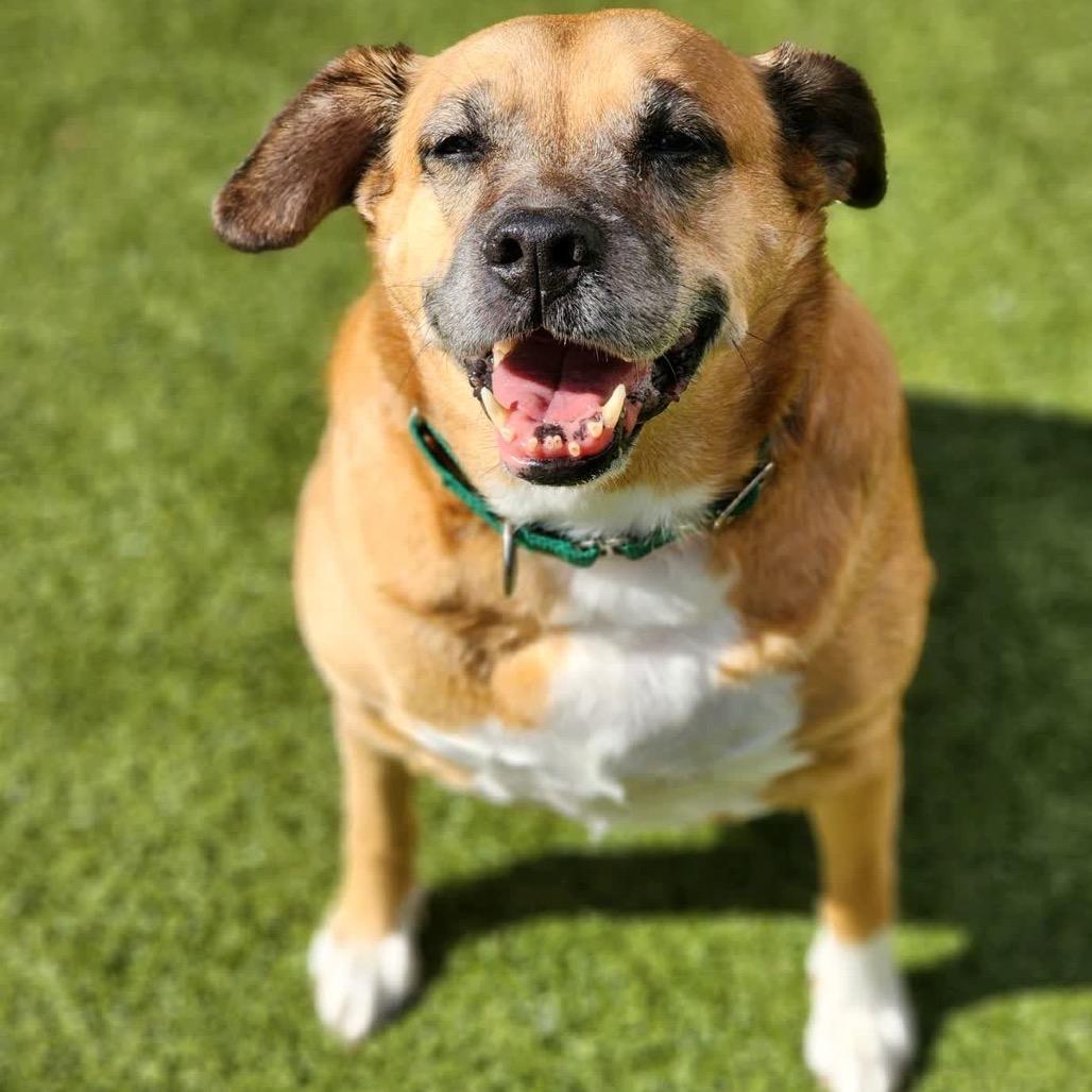 Enlarge Milly, a Adoptable Mixed Breed in Greensboro, NC image 6/6