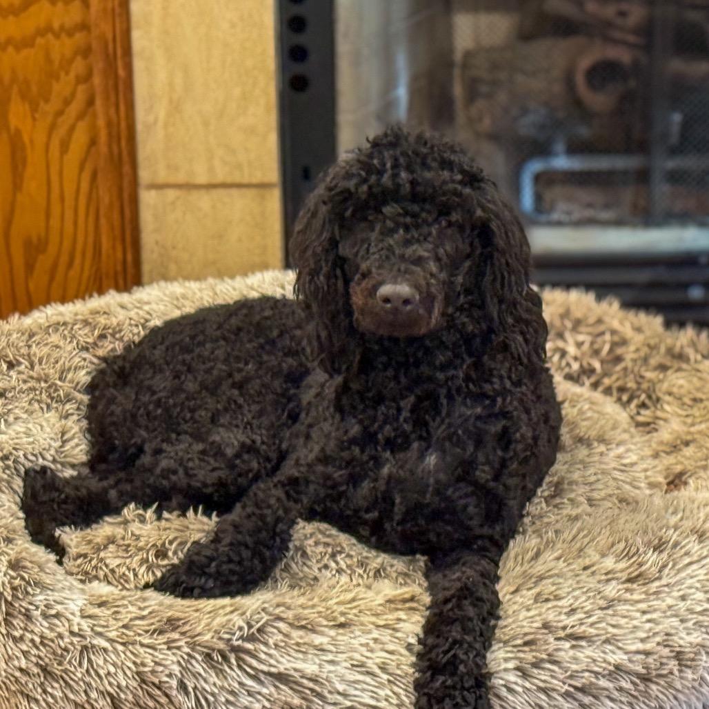 Enlarge Bella, a Adoptable Poodle in Baton Rouge, LA image 1/3