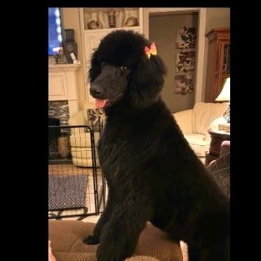Enlarge Bella, a Adoptable Poodle in Baton Rouge, LA image 2/3