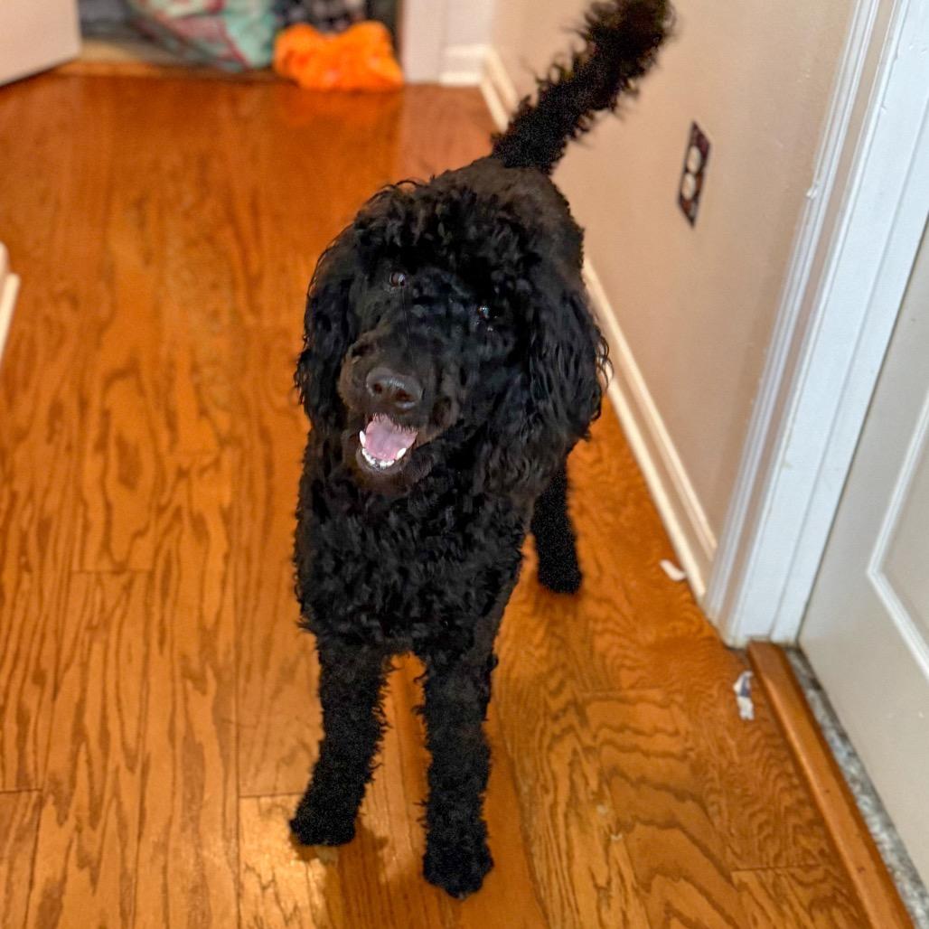 Enlarge Bella, a Adoptable Poodle in Baton Rouge, LA image 3/3
