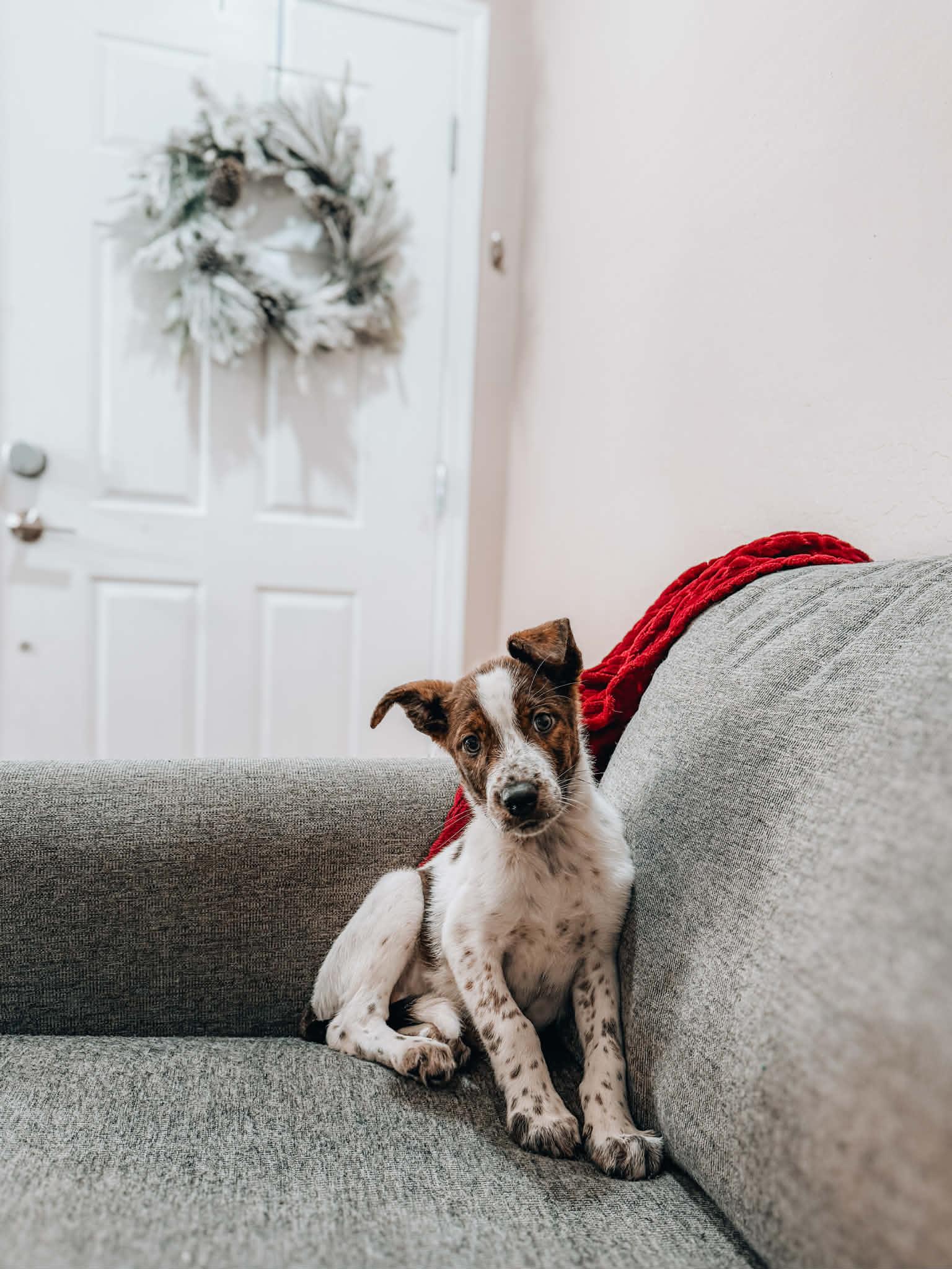 Hamilet, ADOPTABLE, Puppy Male Australian Cattle Dog / Blue Heeler.