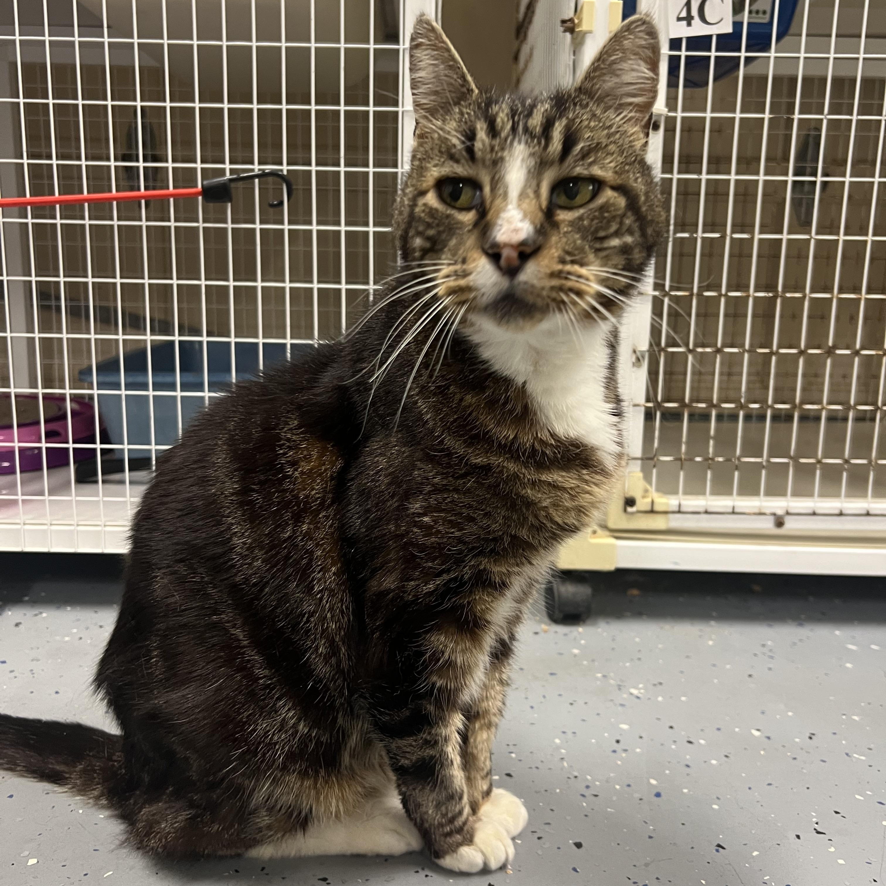 Email adoptionscpcpgmailcom if you are interested Captain Tater Tots is a d