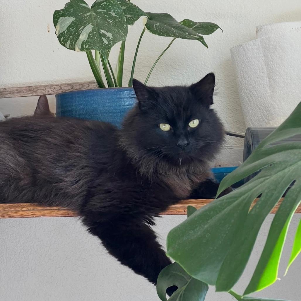 Jasper, Adoptable, Young Male Domestic Long Hair.