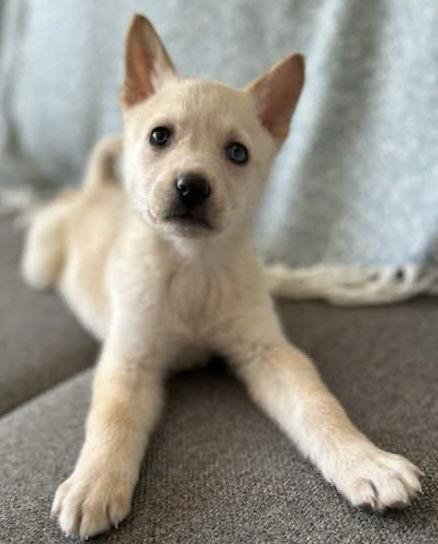 Enlarge SWEETIE PIE, a Adopted mixed breed in Minesing, ON image 1/3