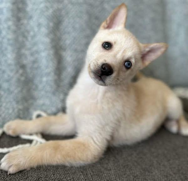 Enlarge SWEETIE PIE, a Adopted mixed breed in Minesing, ON image 2/3