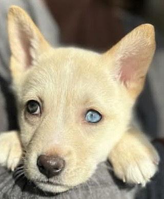 Enlarge SWEETIE PIE, a Adopted mixed breed in Minesing, ON image 3/3