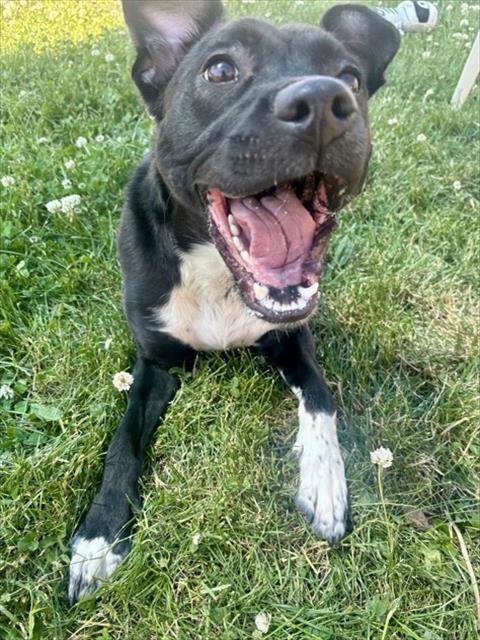 Enlarge PEPPA, a Adoptable mixed breed in Kalamazoo, MI image 1/1