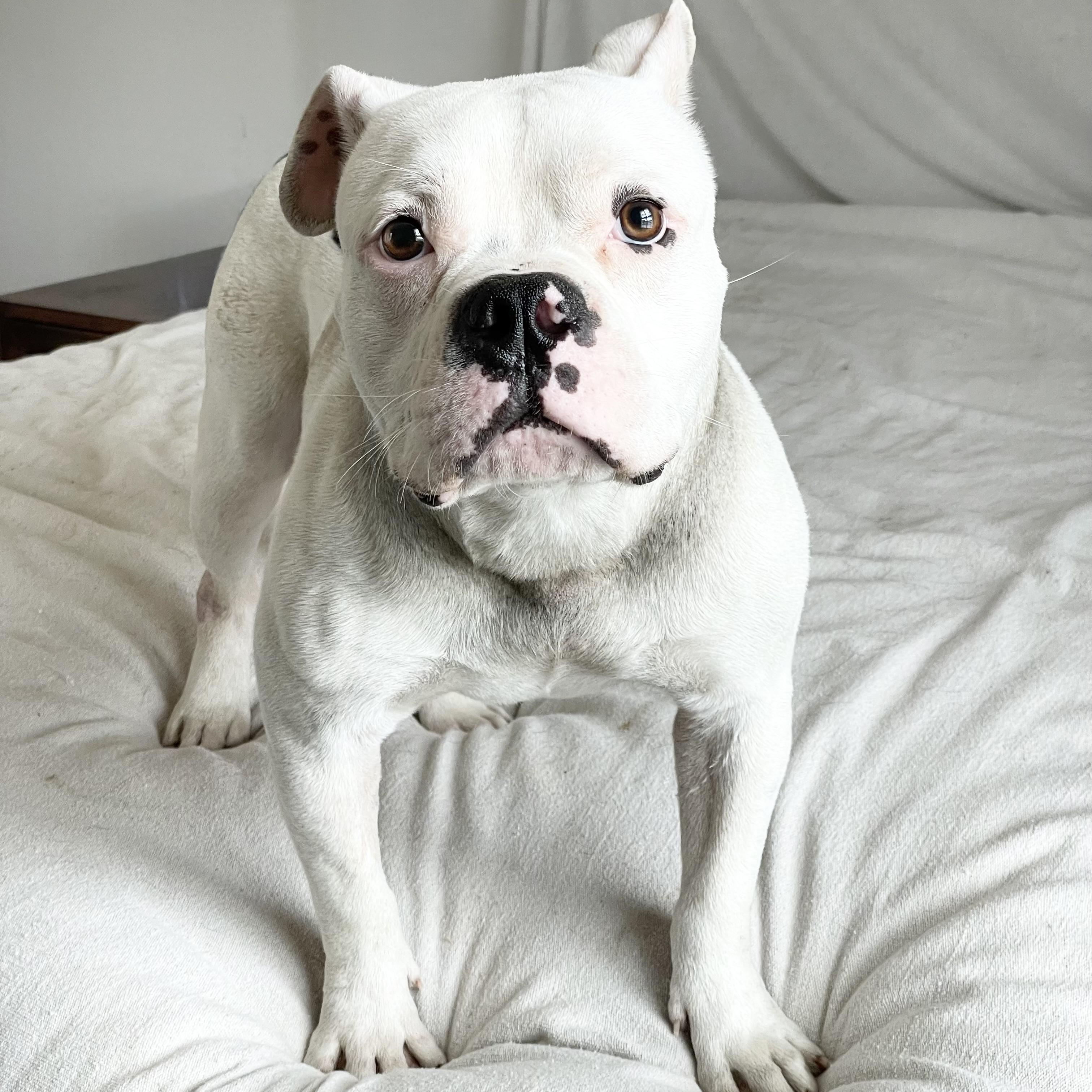 Mushy sweet Ty, ADOPTABLE, Adult Male English Bulldog & American Bully.