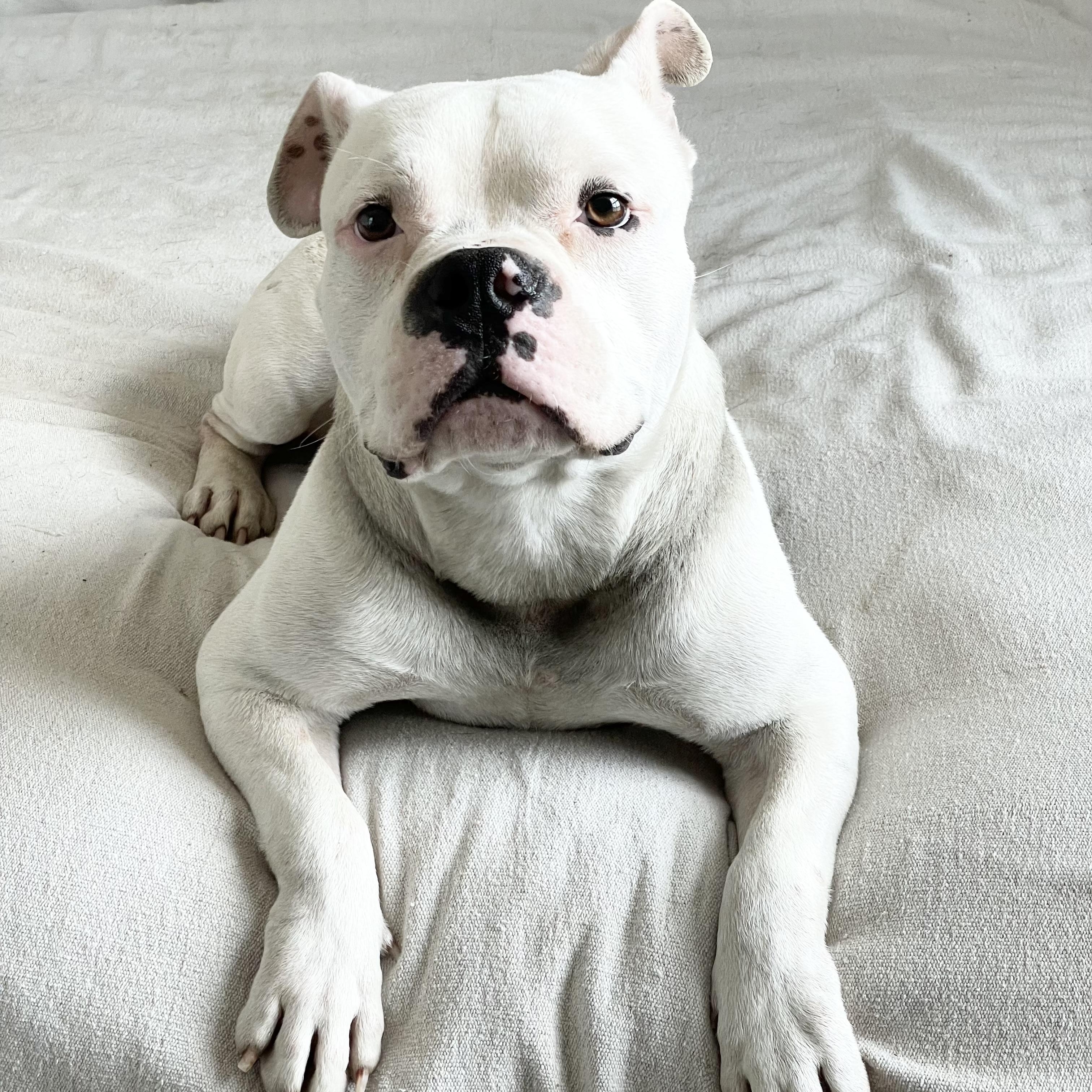 Enlarge Mushy sweet Ty, a ADOPTABLE mixed breed in West Hartford , CT image 5/6