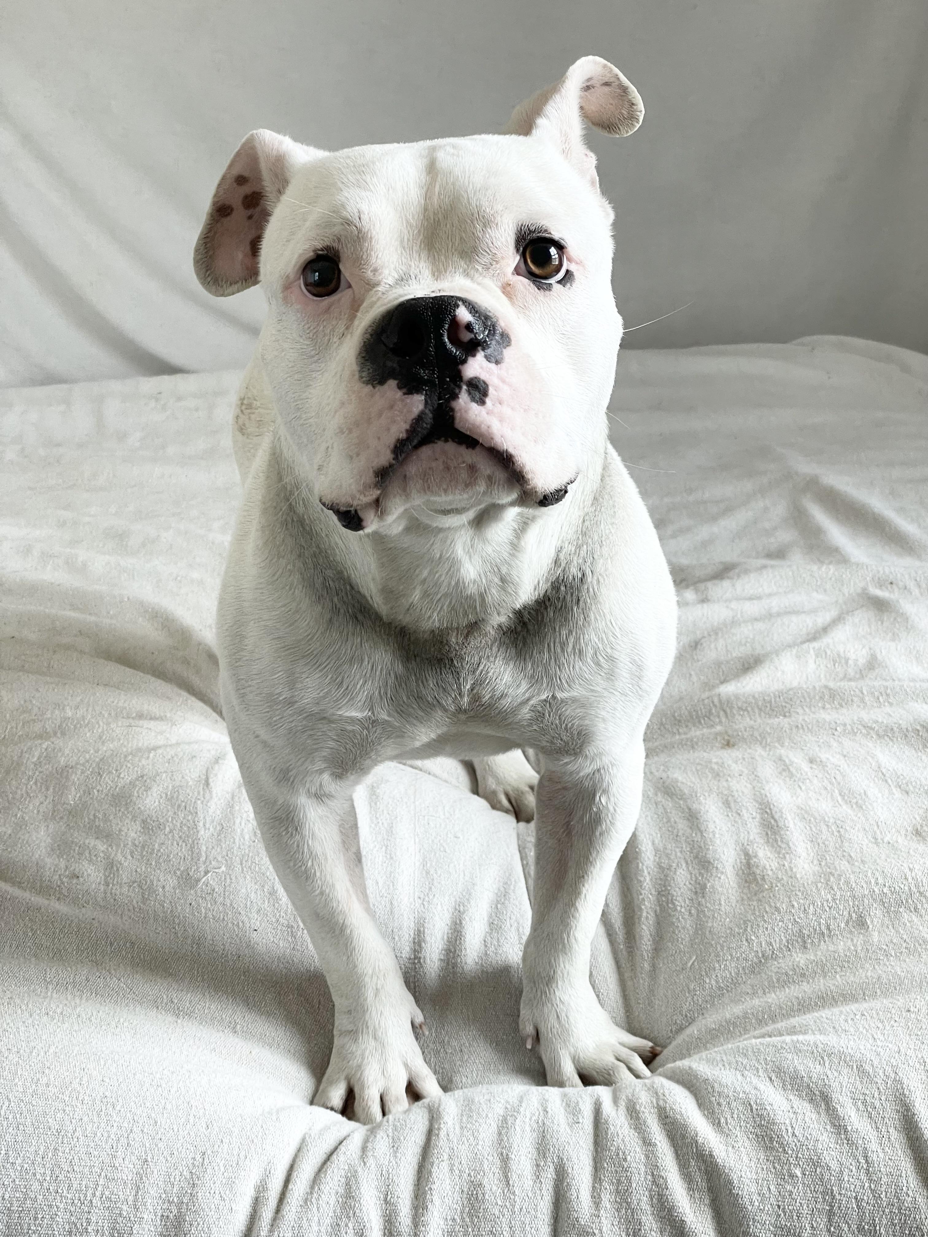 Enlarge Mushy sweet Ty, a ADOPTABLE mixed breed in West Hartford , CT image 6/6