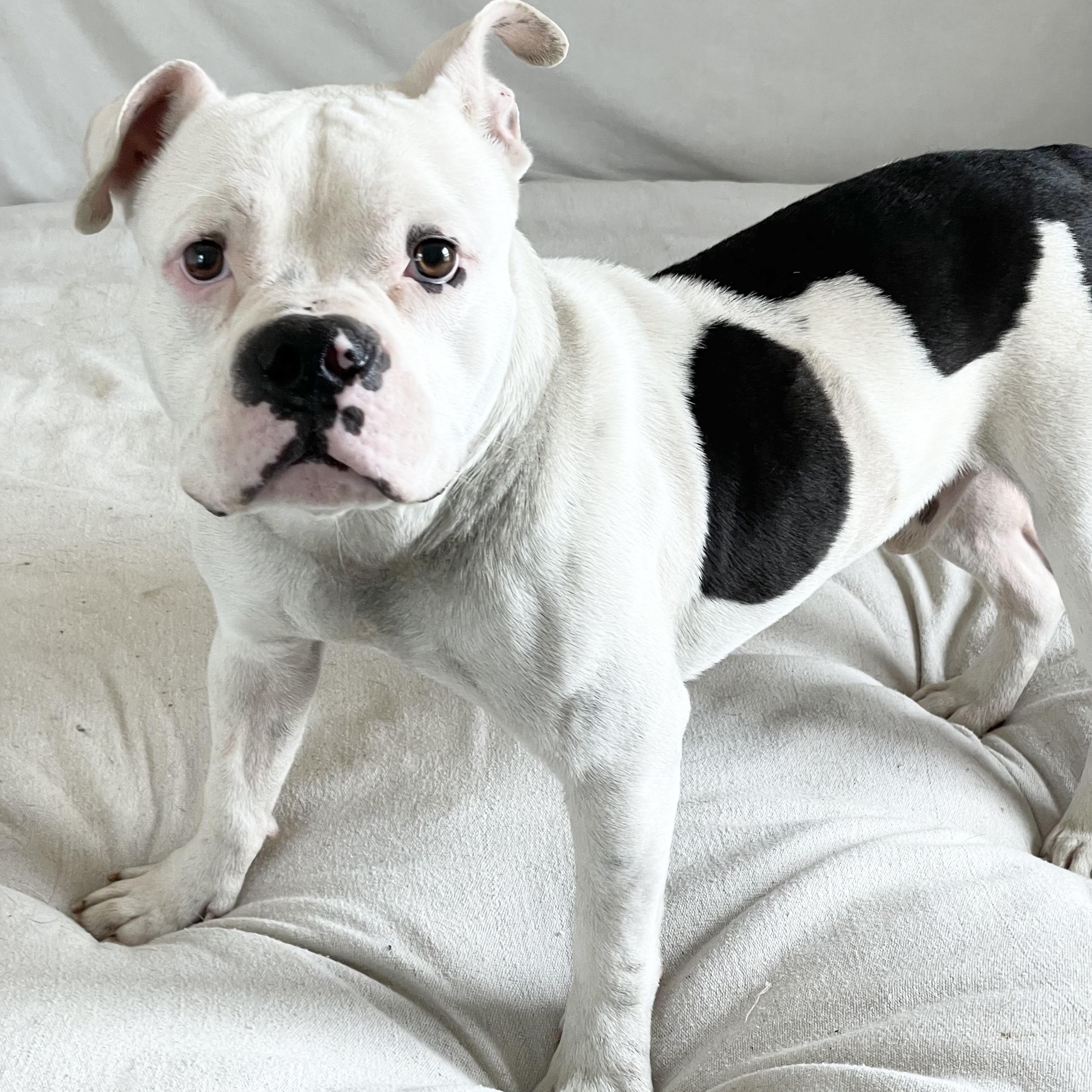 Enlarge Mushy sweet Ty, a ADOPTABLE mixed breed in West Hartford , CT image 3/6