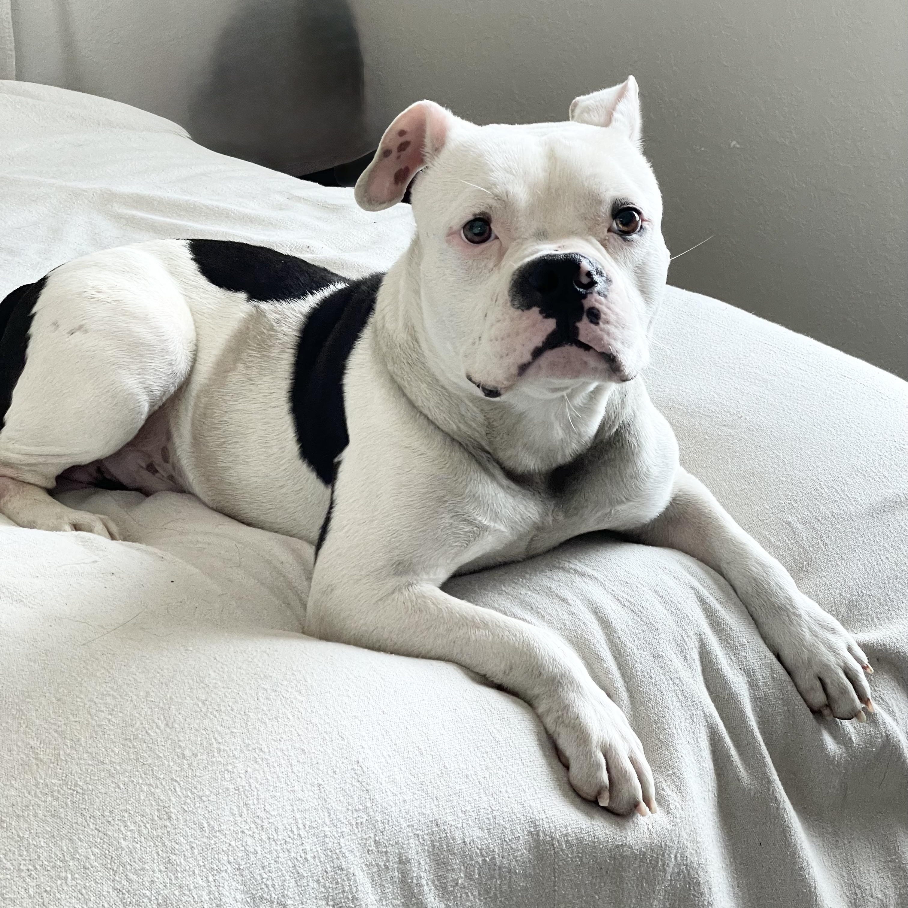 Enlarge Mushy sweet Ty, a ADOPTABLE mixed breed in West Hartford , CT image 2/6