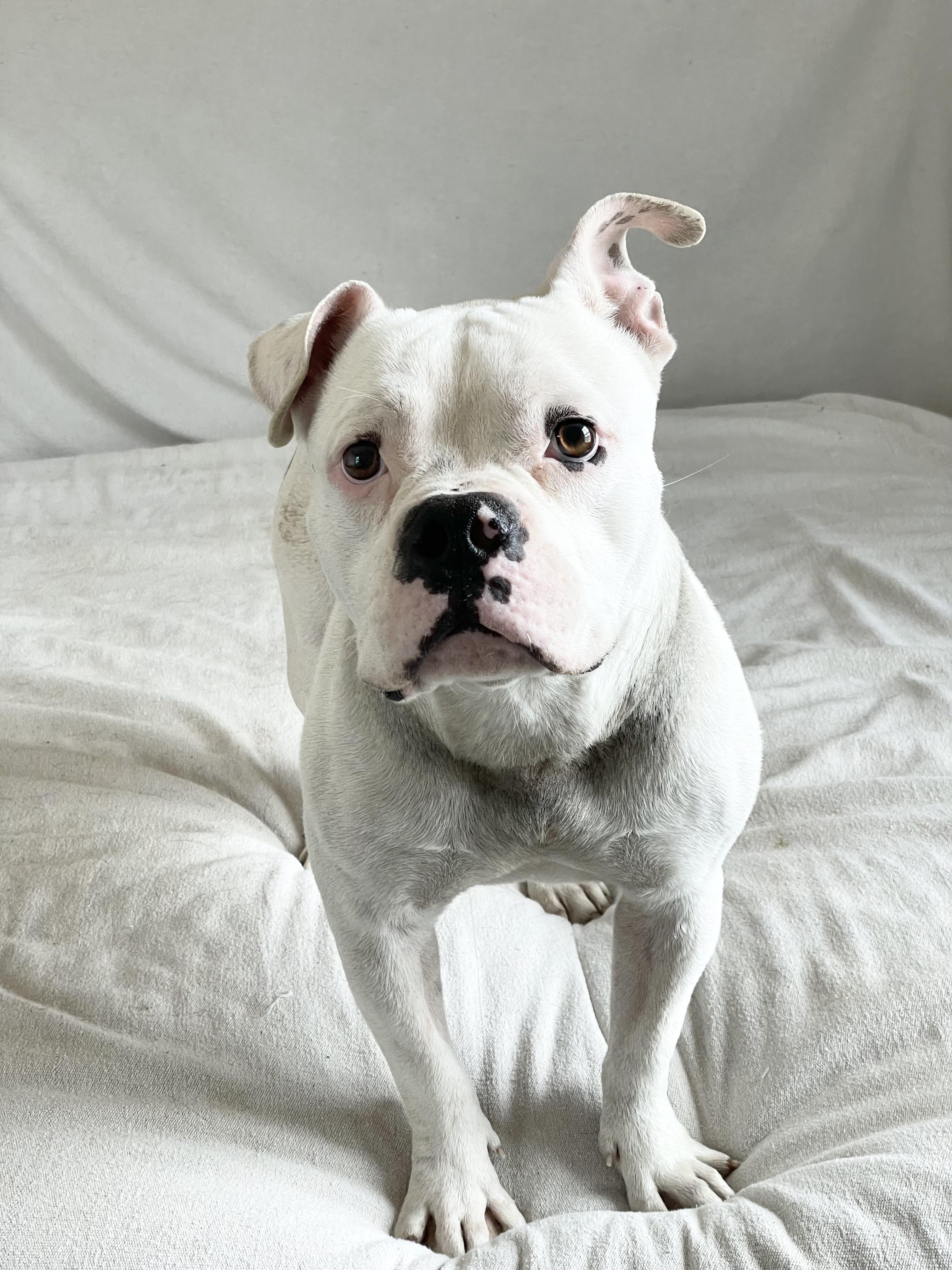 Enlarge Mushy sweet Ty, a ADOPTABLE mixed breed in West Hartford , CT image 4/6