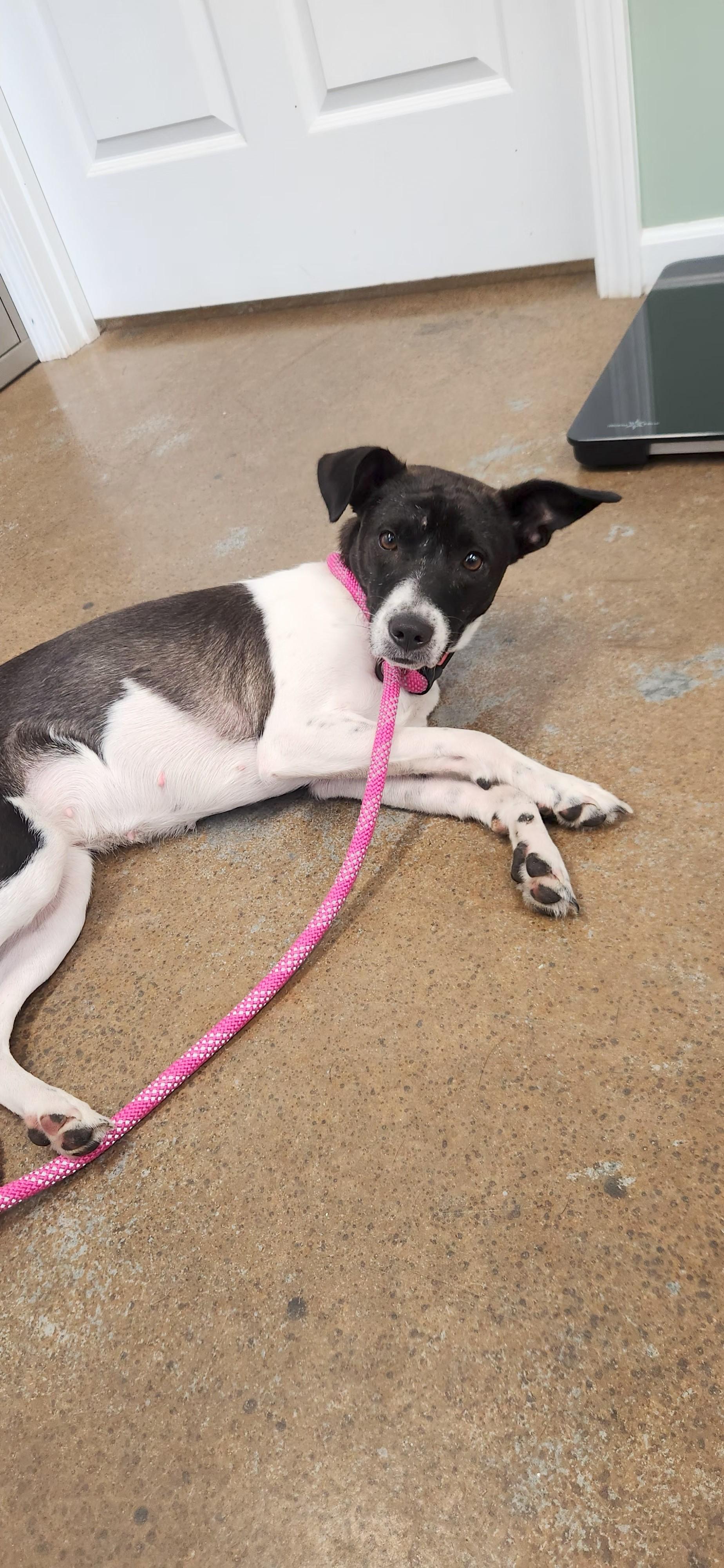 Trixie, adopted, Young Female Rat Terrier.