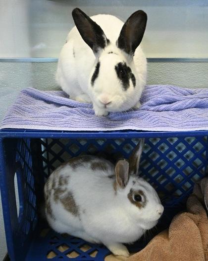 Satin, Adoptable, Adult Female English Spot & Bunny Rabbit.