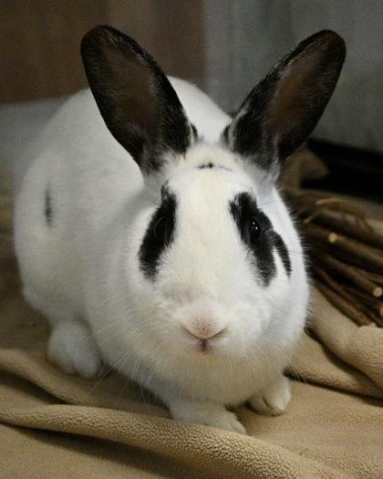 Enlarge Satin, a Adoptable mixed breed in West Seneca, NY image 2/3