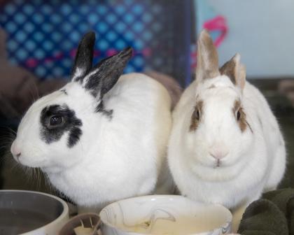 Enlarge Satin, a Adoptable mixed breed in West Seneca, NY image 3/3