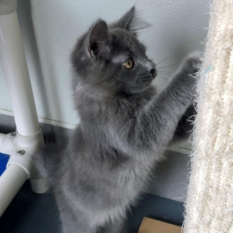 Thor — thumbnail 2