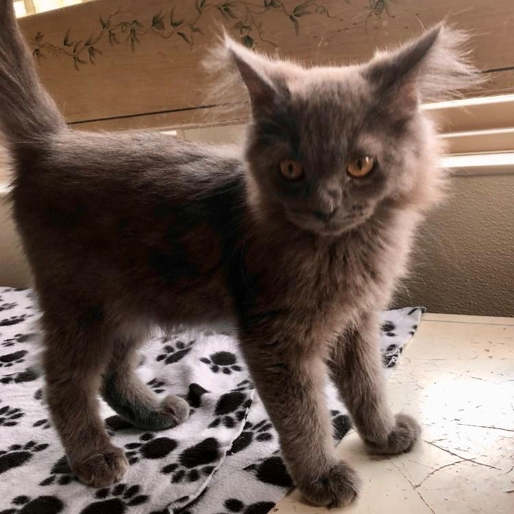 Thor — thumbnail 3