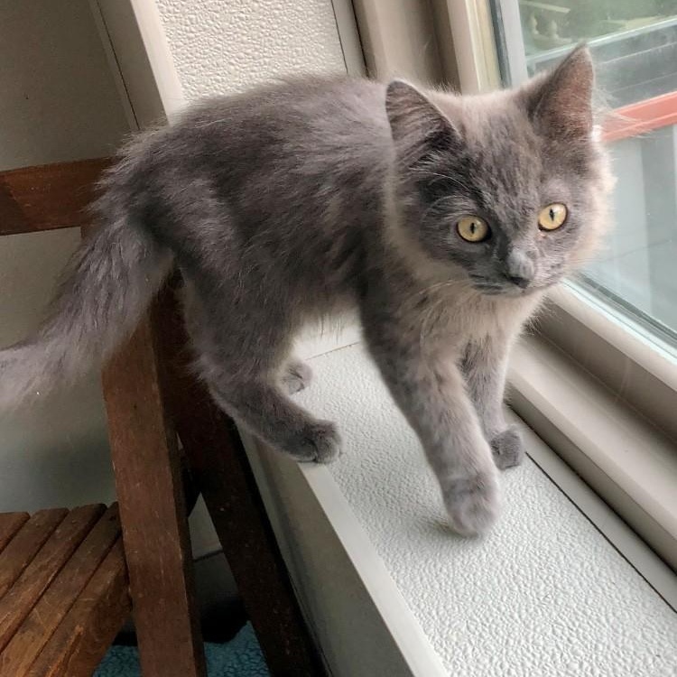 Thor — thumbnail 4