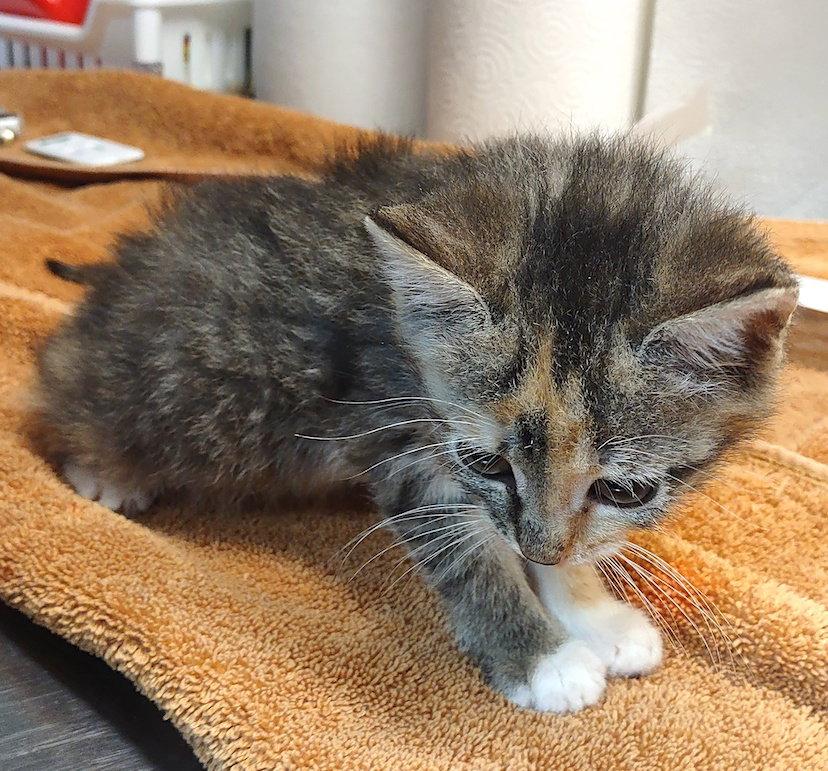 Galaxy, a Adopted Domestic Short Hair in Albemarle, NC image 1/2