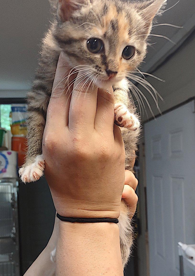 Galaxy, a Adopted Domestic Short Hair in Albemarle, NC image 2/2