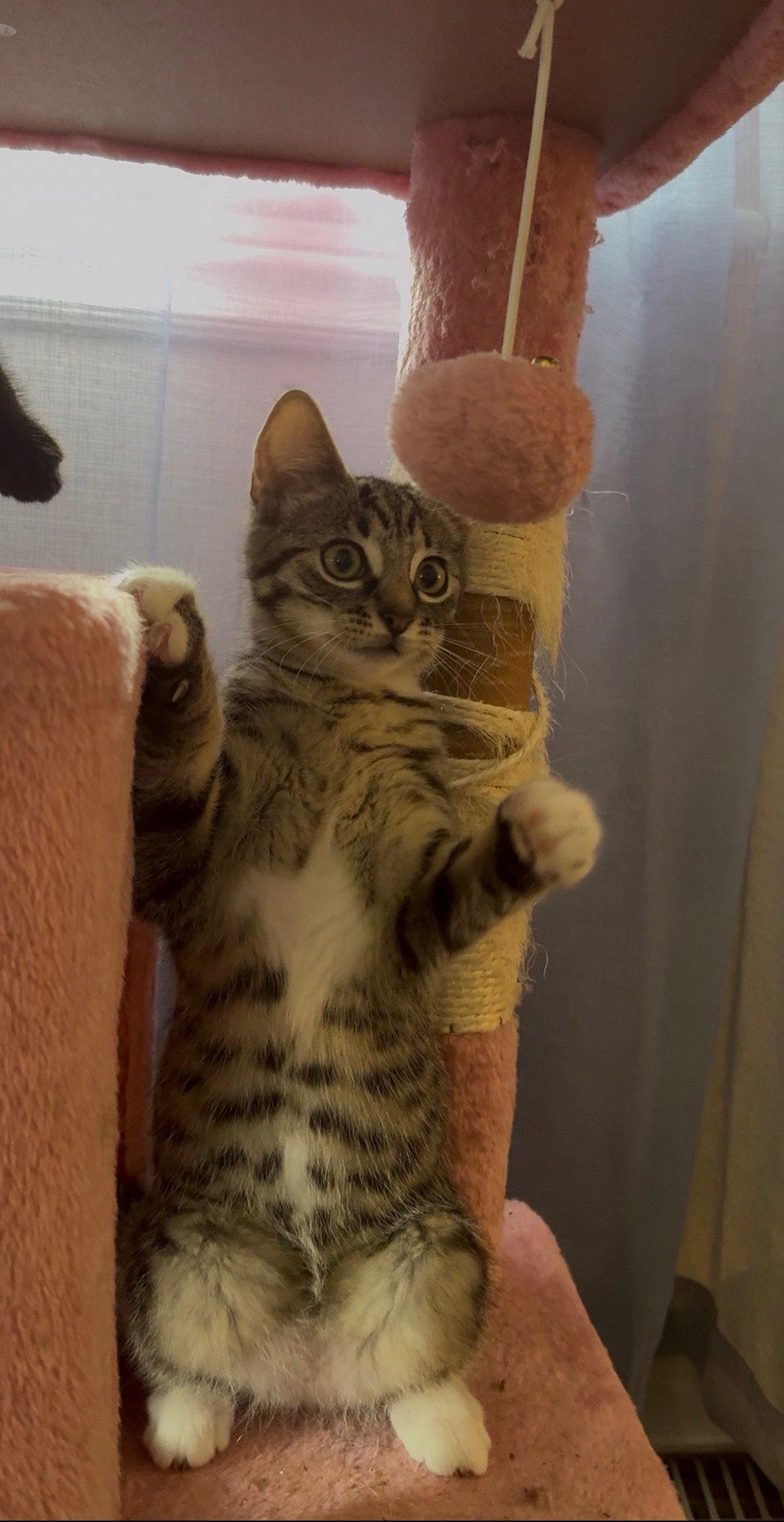 Enlarge Spencer Kitten, a Adoptable Domestic Short Hair in Allentown, PA image 1/3