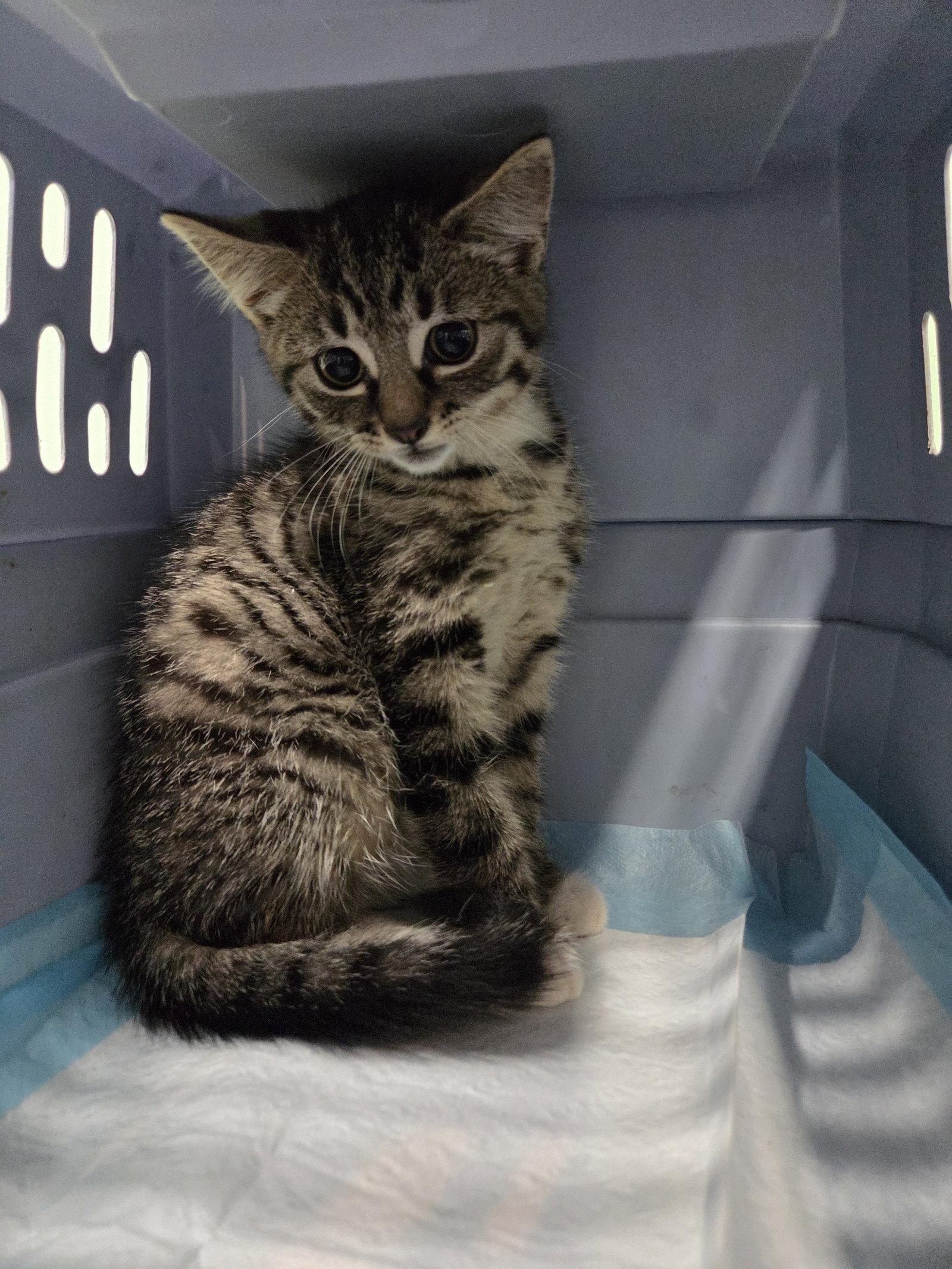 Enlarge Spencer Kitten, a Adoptable Domestic Short Hair in Allentown, PA image 2/3