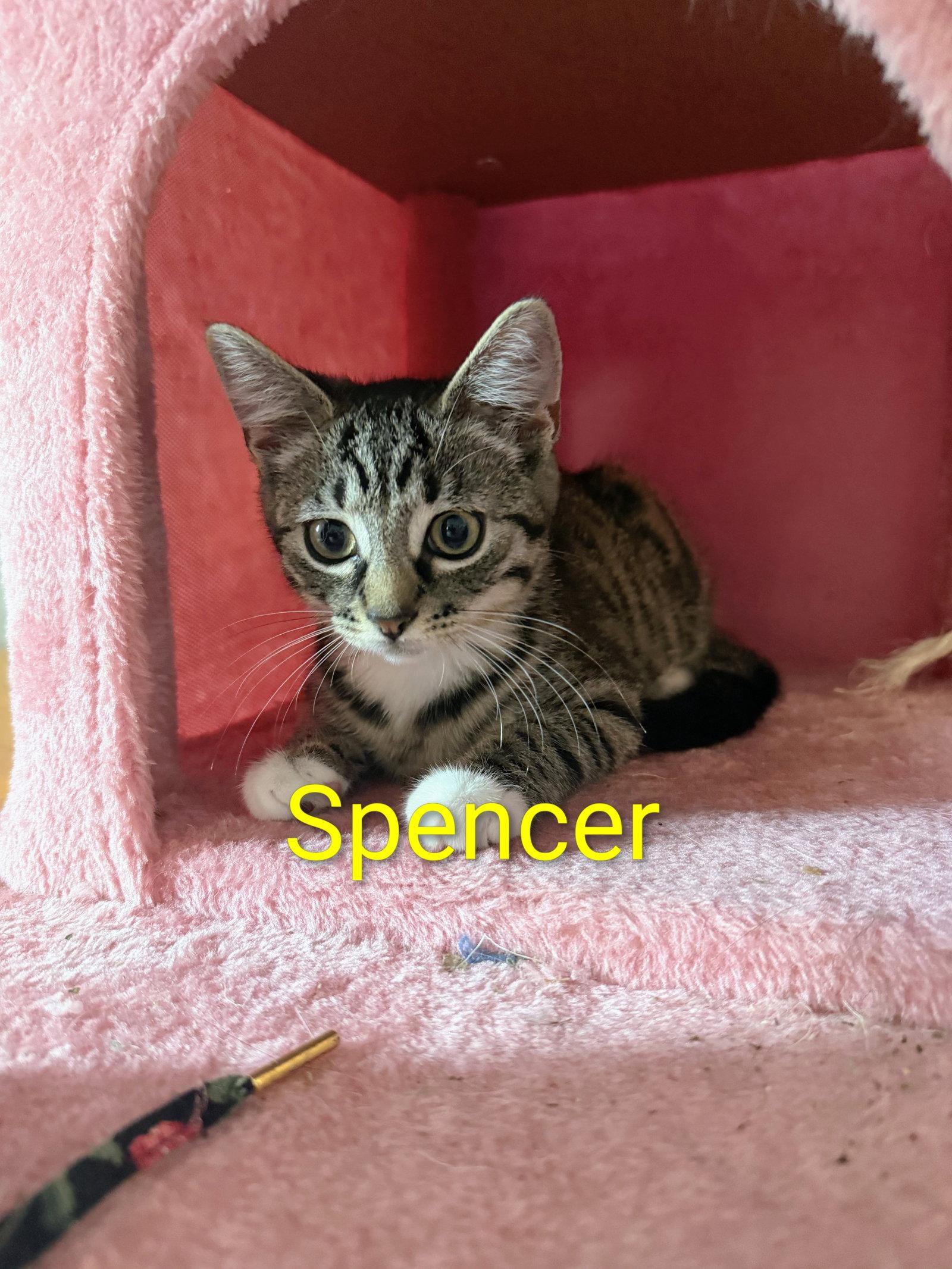 Enlarge Spencer Kitten, a Adoptable Domestic Short Hair in Allentown, PA image 3/3