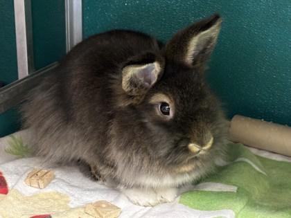 Chunk, Adoptable, Adult Female Bunny Rabbit & Bunny Rabbit.