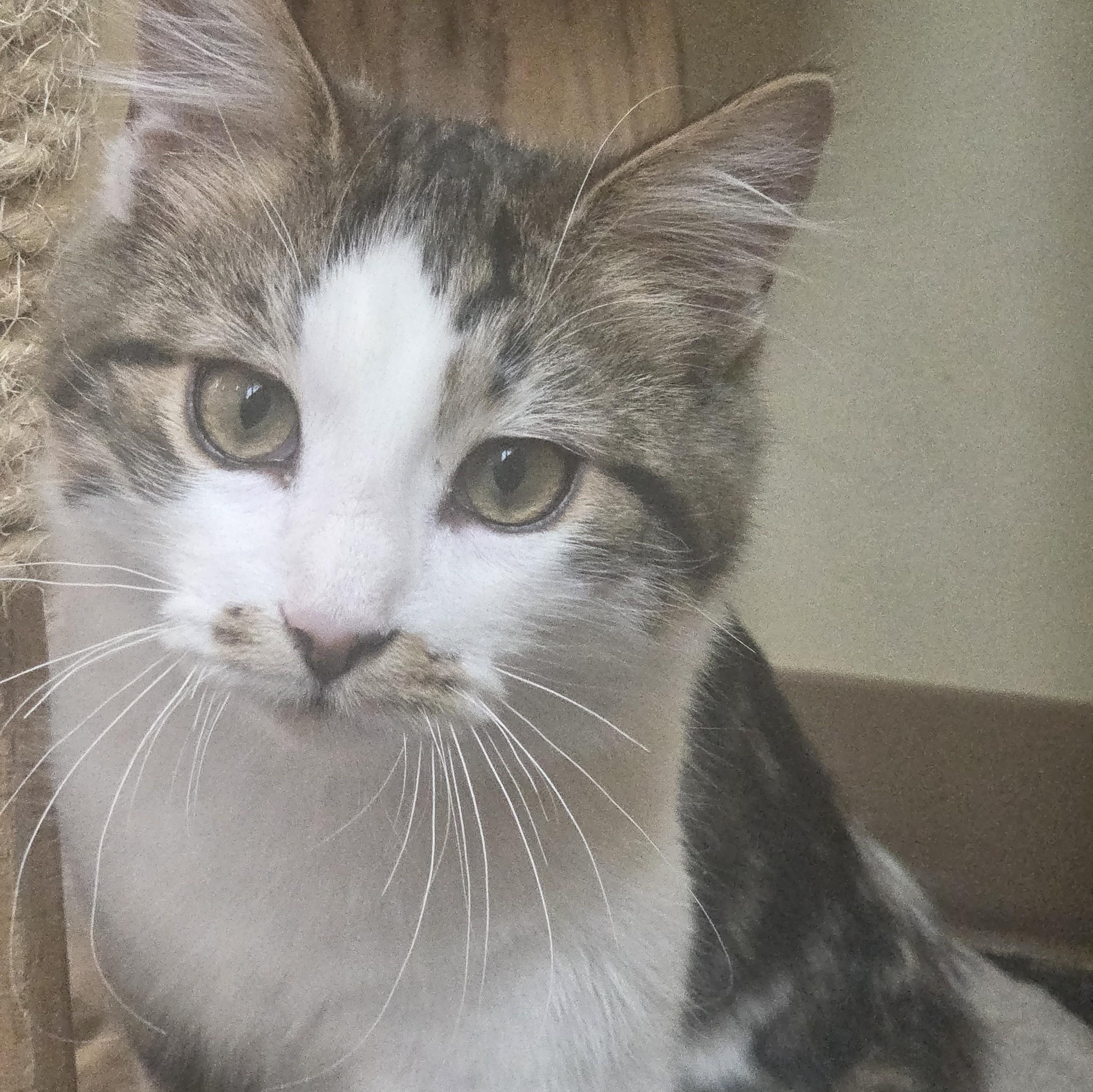 Bernard, ADOPTABLE, Young Male Domestic Medium Hair.