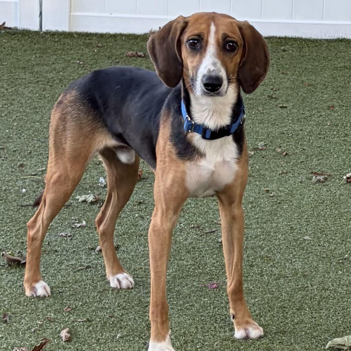 Enlarge Buster, a Adoptable Treeing Walker Coonhound in New Bedford, MA image 1/2