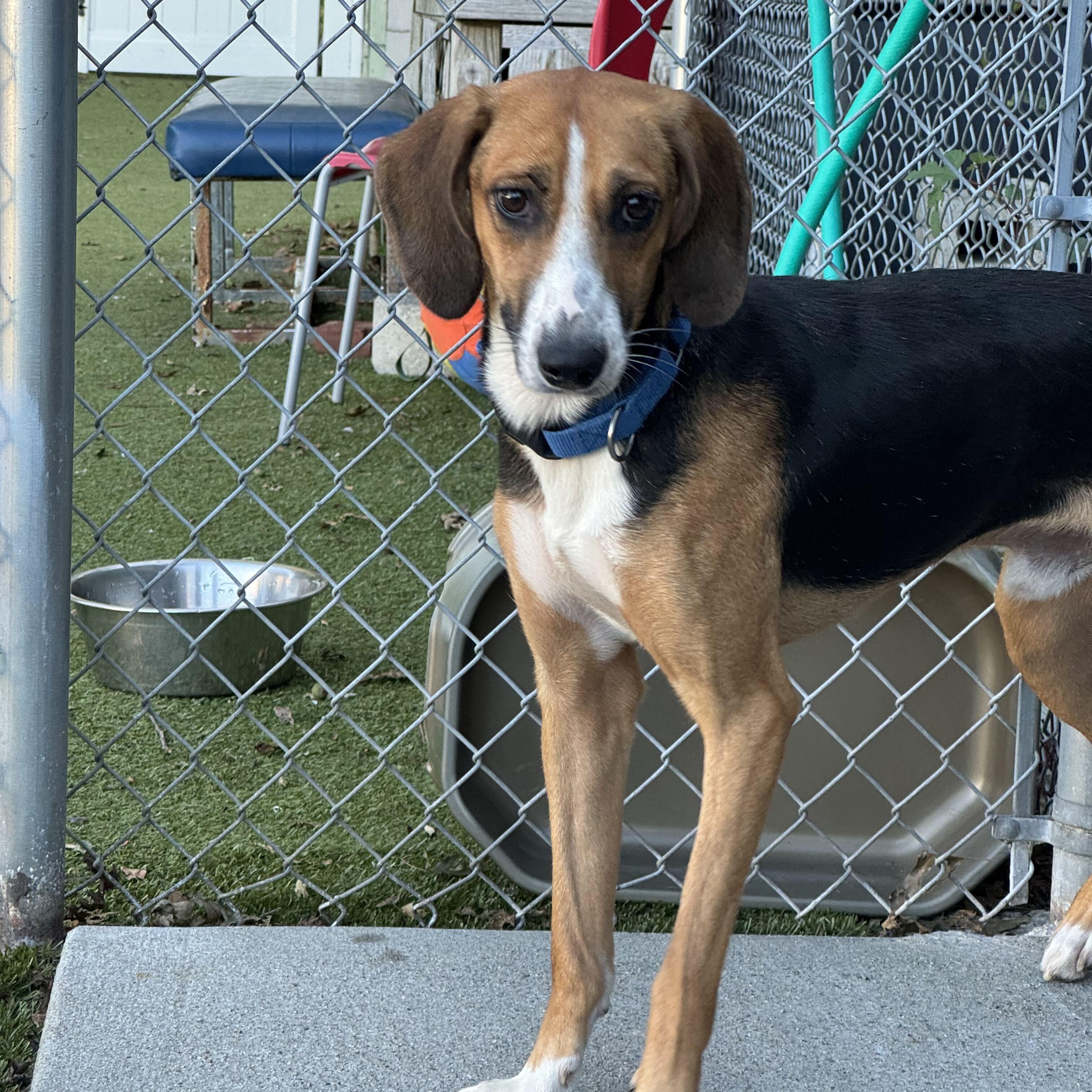 Enlarge Buster, a Adoptable Treeing Walker Coonhound in New Bedford, MA image 2/2