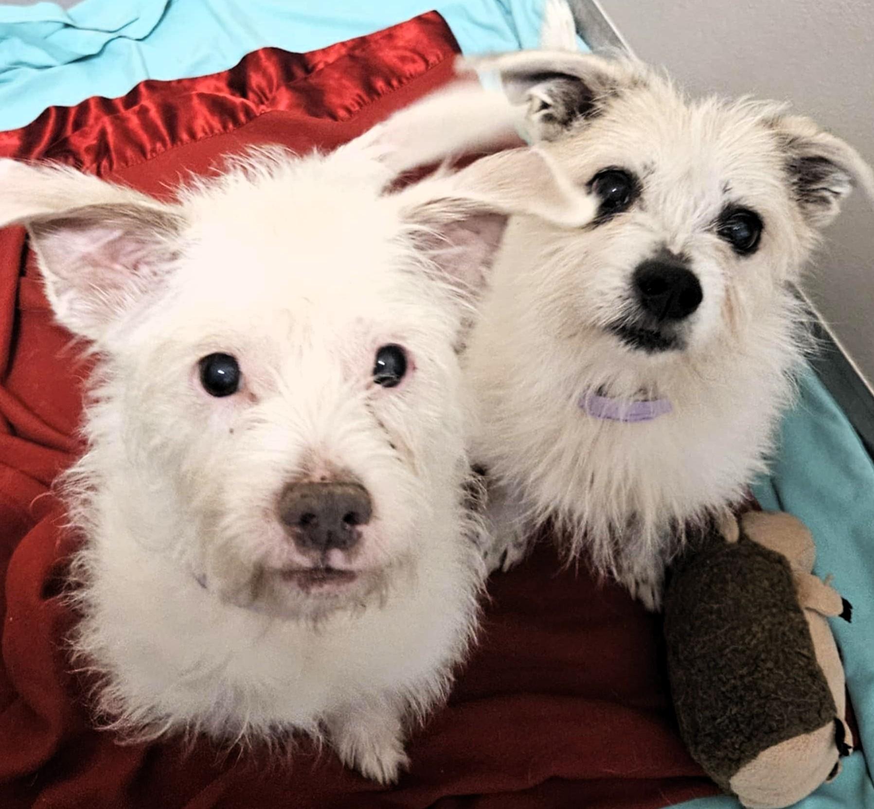 Homer & Caesar