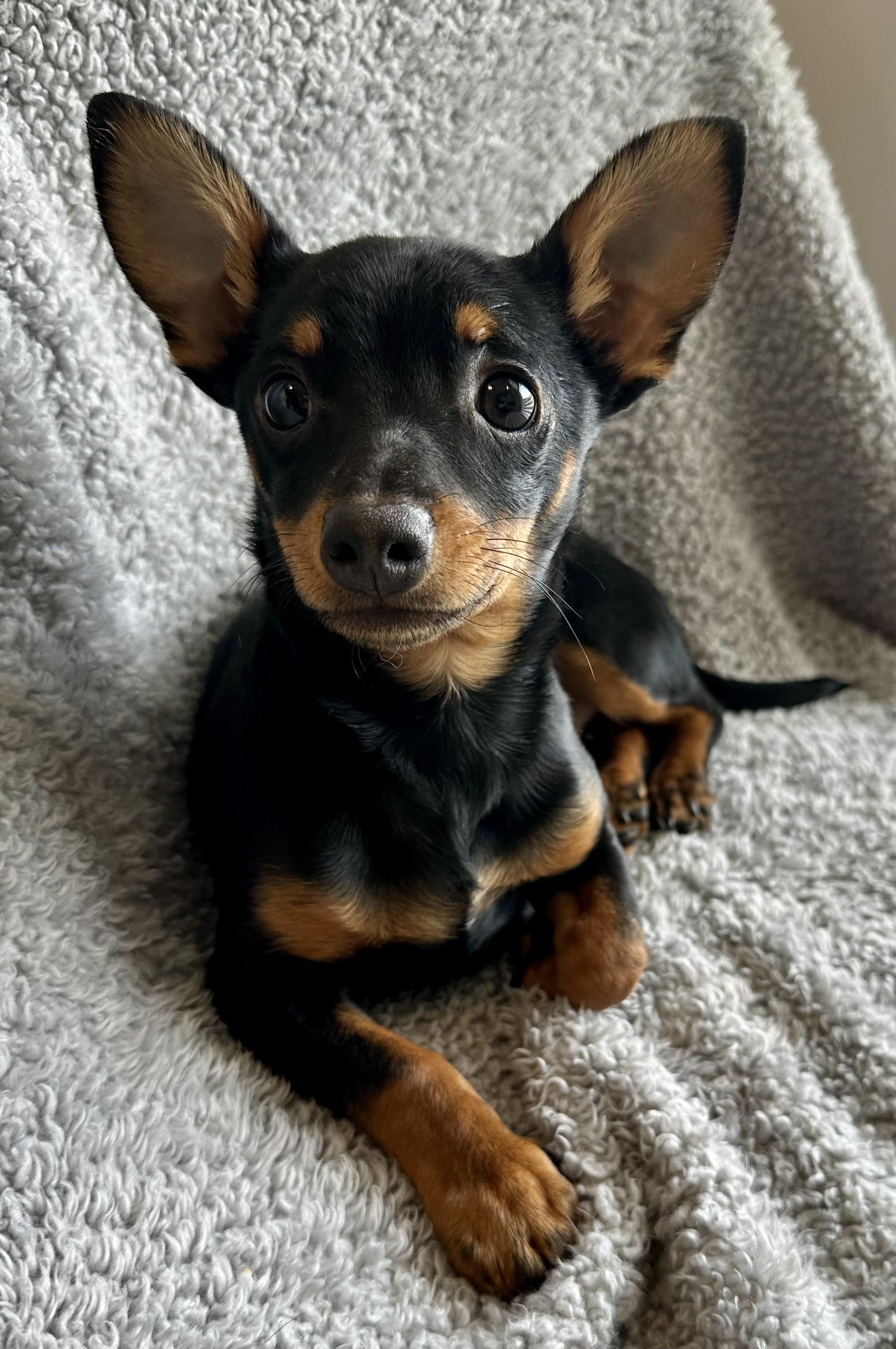 Osito, adopted, Puppy Male Chihuahua & Miniature Dachshund.
