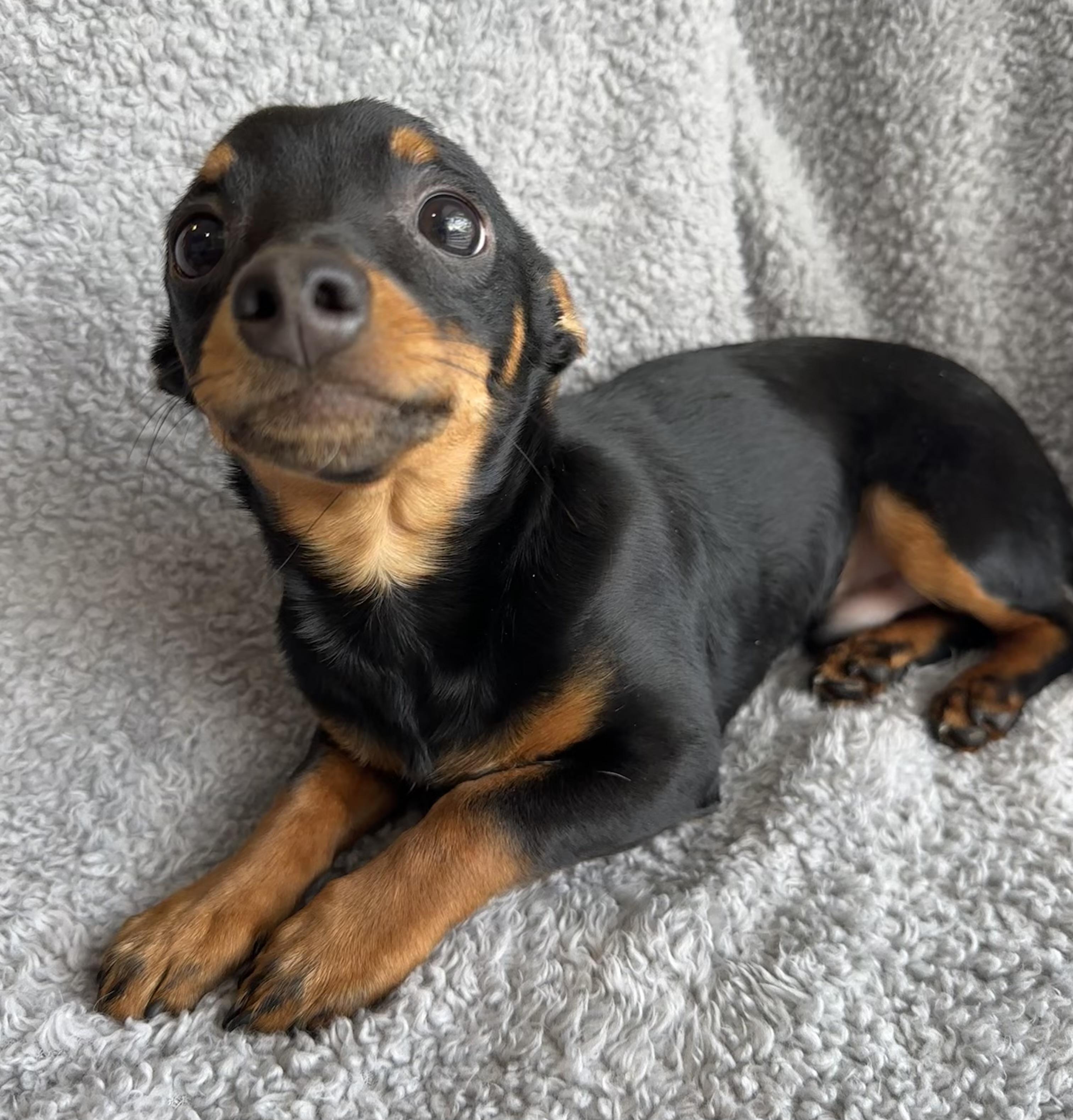 Enlarge Osito, an adopted mixed breed in Lawrenceville, GA image 2/3