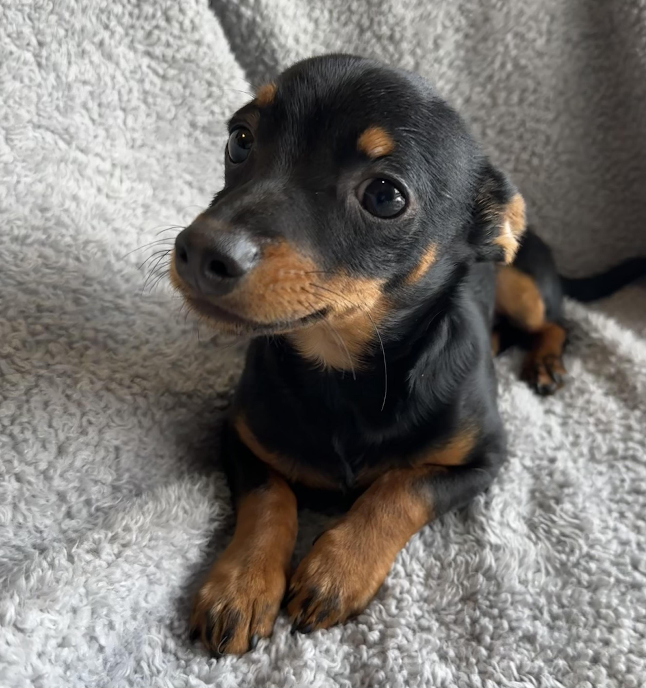 Enlarge Osito, an adopted mixed breed in Lawrenceville, GA image 3/3