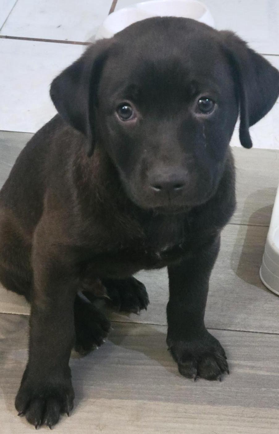 Jake (7), Adopted, Puppy Male Black Labrador Retriever.