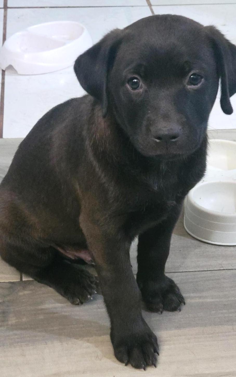 Jake (7), a Adopted mixed breed in Mexicali, BCN image 2/5