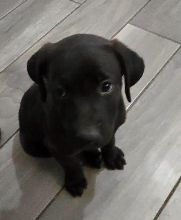 Jake (7), a Adopted mixed breed in Mexicali, BCN image 3/5